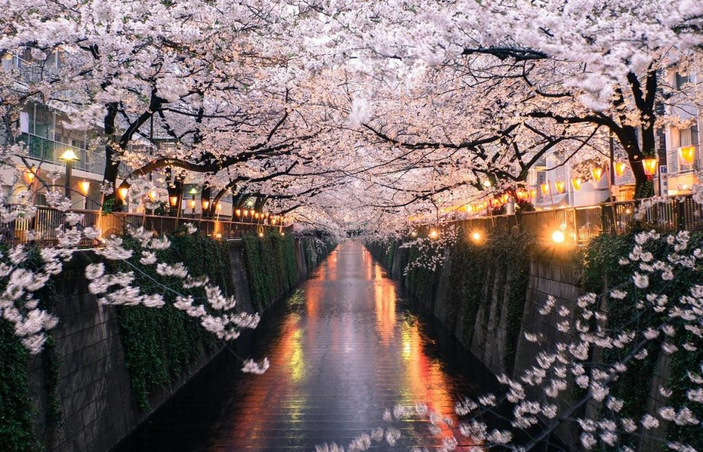 floraison des cerisiers au japon