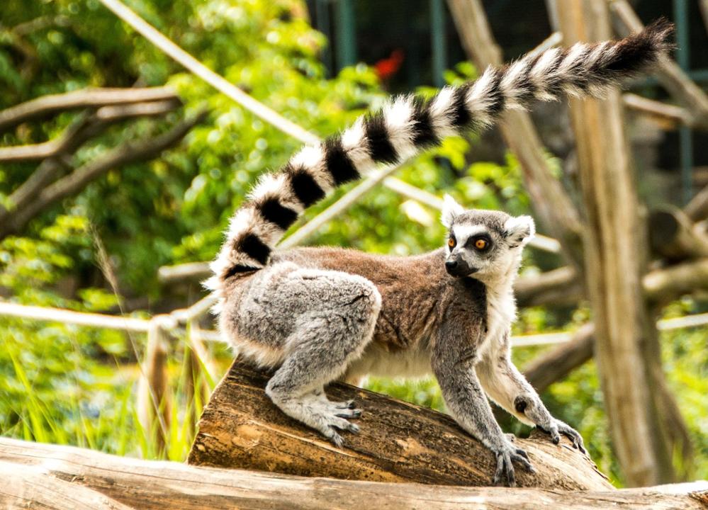 lémurien de madagascar